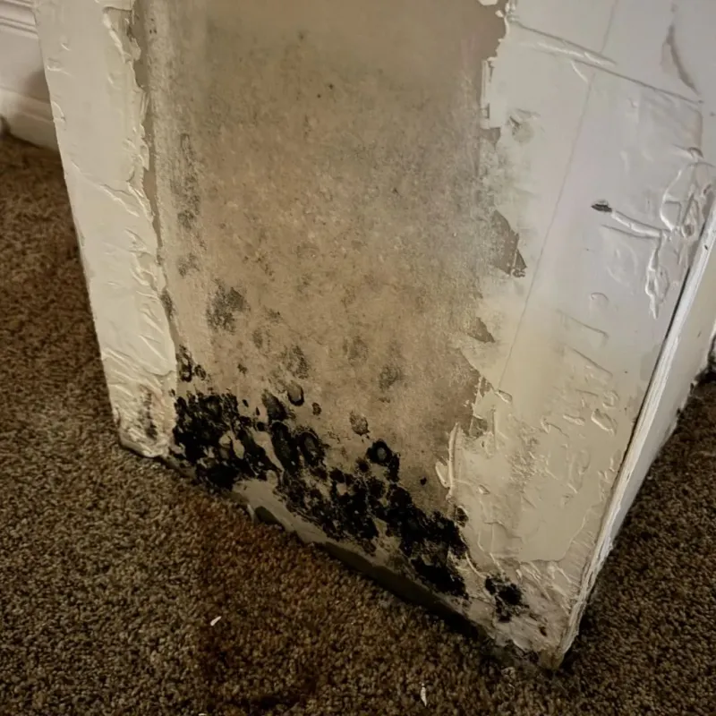 Professional Mold Removal in Topsfield, MA